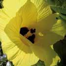 HIBISCUS tiliaceus Kuituhibiskus 010017 Harvinainen ja erikoinen kasvi, jolla on isot, puolikerrannaiset, keltaiset kukat ja