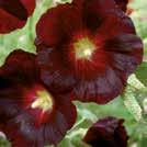 Pitkäikäinen laji. Loistavan karmiininpunaiset kukat ovat halkaisijaltaan n. 3 cm. Hienoliuskaiset, pehmeäkarvaiset lehdet.