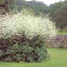 ALLIUM ursinum Karhunlaukka 0700009 Vanha perenna luostarien puutarhoista. Valkoiset, tähtimäiset kukat. Lehtiä käytetään mm.