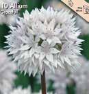 Pallomainen kukinto, joka on halkaisijaltaan yli 10 cm. 80 Koko: 12/+ 210073 1 kpl 7,6 10 kpl Allium, Gracefull Valkoiset kukat ja lilat heteet.