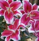 12, 1-3 2 Koko: 18/19 2100006 3 kpl,6 Hyasintti, Blue Jacket Hyasintteja kasvatetaan yhtä usein niiden hyvän tuoksun kuin kauniiden kukkien takia.