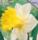 0 Koko: 12/1 210016 kpl 7,6 Narcissus pseudonarcissus Keltanarsissi eli pääsiäislilja on yksi perinteikkäimmistä ja