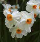 - 1 Koko: 8/10 2100100 10 kpl,9 Tasetti, Paper White Ihanantuoksuinen tasetti, jolla on kauniinvalkoiset kukat.
