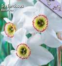 - 3 Koko: 1/16 2100226 kpl,9 Narcissus poëticus Valkonarsissi on puutarhan kaunis, klassinen, tuoksuva vanhanajan kaunotar.