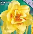 0 Koko: 1/16 21009 kpl,9 Narcissi, Bright Jewel UUTUUS 2019. Yksi uusimmista tulokkaista, jolla on oranssi torvi ja kullankeltaiset kehälehdet.