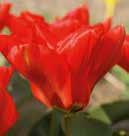Kukintaaikaan vaikuttaa se, missä osassa Apeldoorn maata ollaan, sekä kevään sää. Sipulit Vankka ja komea tulppaani, jolla on saavat olla maassa vuoden ympäri, isot, kauniit kukat.