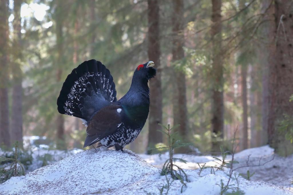 Harmaan sävyt vaihtuvat vihreän ja keltaisen eri variaatioihin ja jopa satakuntalainen saattaa hymyillä vailla näkyvää syytä.