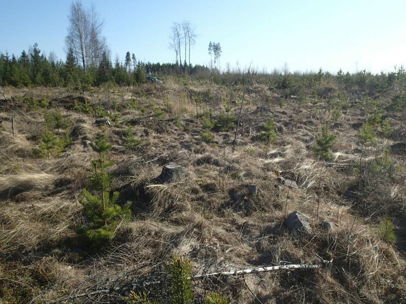 10 Pieni kiukaan raunio kuvan keskellä kannon kupeessa. Tervahauta taustalla. Alla: Sepänmaa tutkii kiuasta. 3 ISOJOKI SORAKUOPANKANGAS Mjtunnus: Rauh.