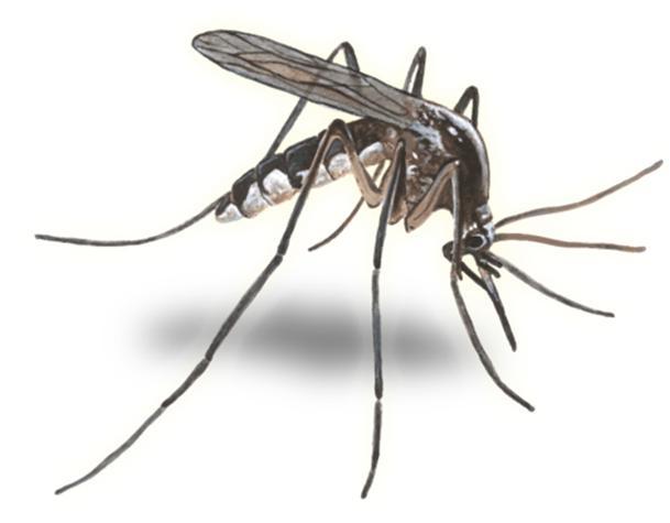 Hyttyset ENNALTAEHKÄISTÄVISSÄ ROKOTUKSIN TAI LÄÄKITYKSIN: MALARIA KELTAKUUME JAPANIN AIVOTULEHDUS EI ENNALTAEHKÄISEVÄÄ