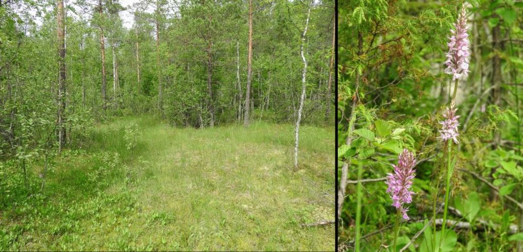 Kenttäkerroksen muodostavat jokapaikansara (Carex nigra), mutasara (Carex limosa), runsaana kasvava raate (Menyanthes trifoliata), jouhivihvilä (Juncus filiformis), ranta-alpi (Lysimachia vulgaris),