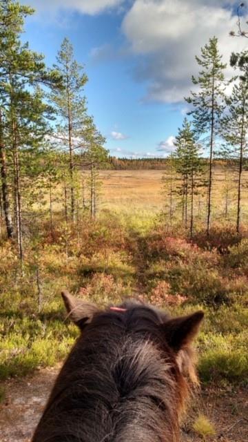 Turistit Aitoa kohtaamista ja elämyksiä Suomen luonnossa suomenhevosilla Ei