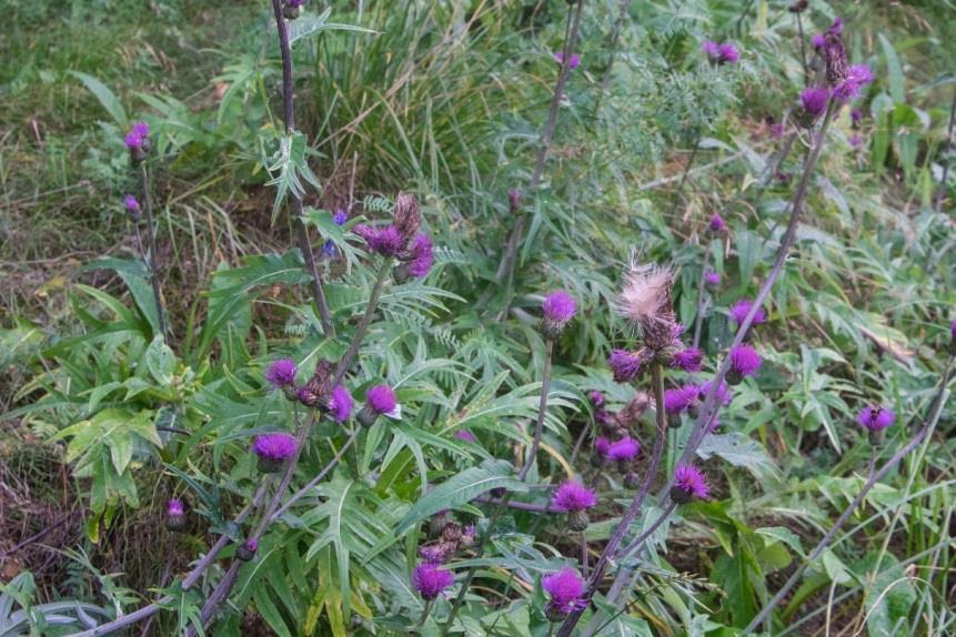 Huopaohdake x suo-ohdake (Cirsium helenioides x palustre) Huopaohdakkeen ja suo-ohdakkeen risteymä havaittiin Ruskonniityn kiertoliittymässä.