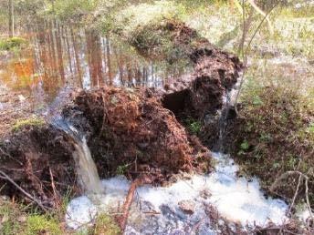 218 ha Mål att återställa myrens hydrologin, flora och fauna Fällning av träd som kommit upp efter