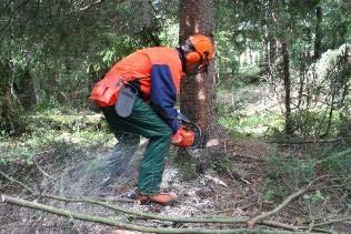 artsammansättning, igenväxning av gran samt bristen av gamla träd Vård av lundar i Noux ca 35 ha Vård av livsmiljöer för ädla lövträd ca 45 ha Vissa områden