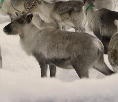 hallita työntekijöiden bioturvallisuutta (pölyt, roiskeet, itiöt,