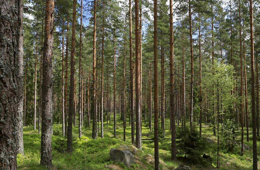 Metsäalan tuotteiden ja palveluiden