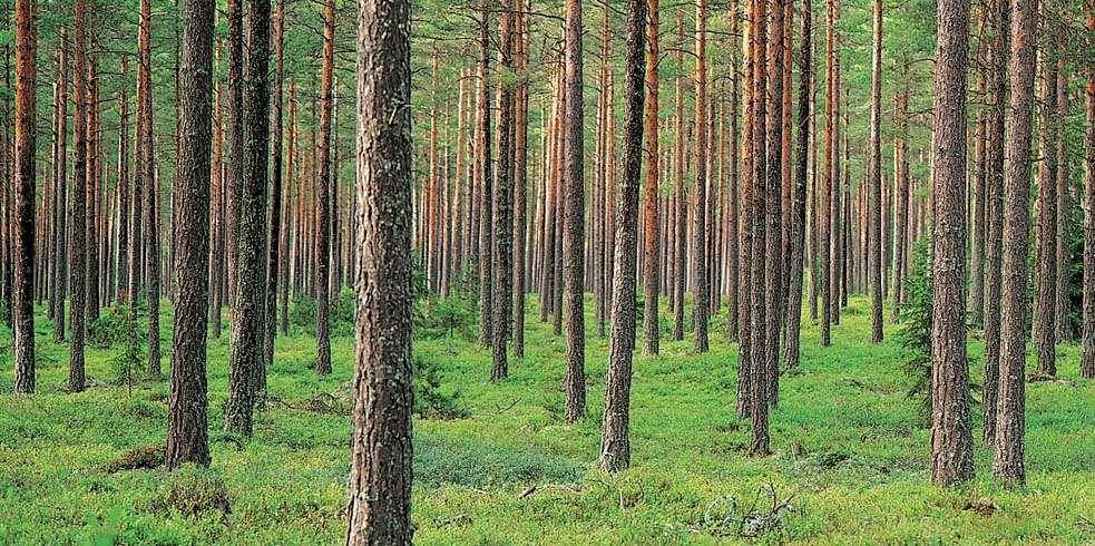 Metsätilan arvonmääritys Lahti 26.1.