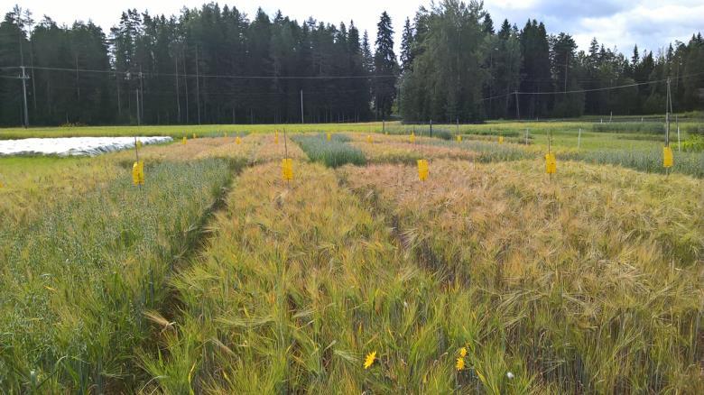 Tavanomainen tuotanto (90 kg N/ha, kylvömäärä 170 kg/ha, ei kasvinsuojelua).