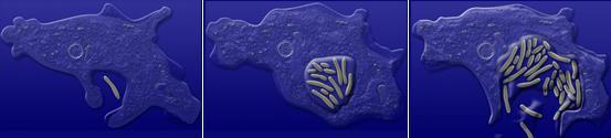 Legionella Legionella ei kuulu ihmisen normaalimikrobistoon.
