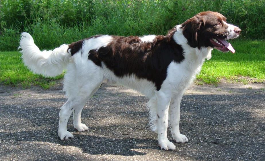 Kennel Klub Hundaræktarfélag Islands Norsk