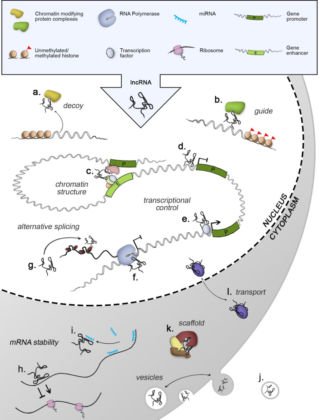 Review of Literature Figure 5. Molecular functions of lncrnas.