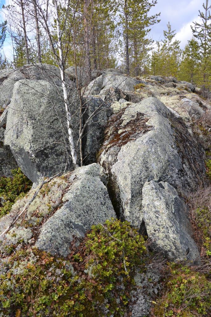 3. ALUEEN YLEISKUVAUS Tutkitun alueen itäiset osat ovat karua kuivien kangasmetsien, karukkokankaiden ja metsäojitusten kuivattamien turvekankaiden luonnehtimaa aluetta.