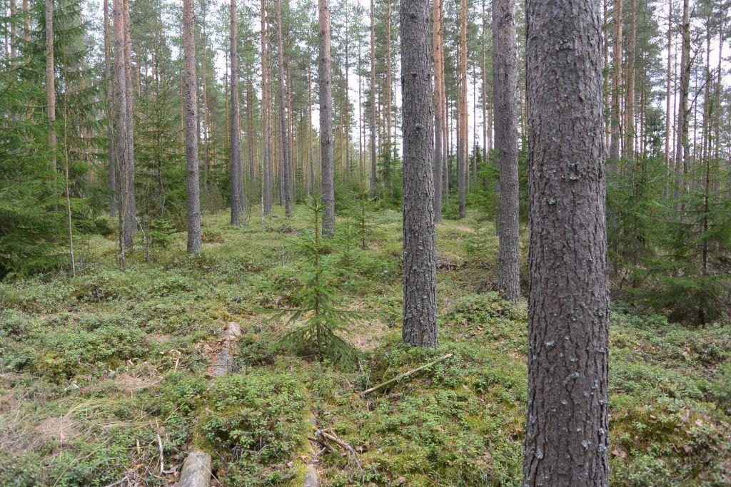 Tutkitun alueen läntiset osat ovat puustoltaan 60-80