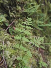 Lähes jokaisella metsäalueella kasvaa tammen ja vaahteran versoja. Saarnen taimia löytyi kuviolta 71 ja 1. Kuviolla 17 kasvaa kaksi järeää metsälehmusta (runko 40cm paksu).