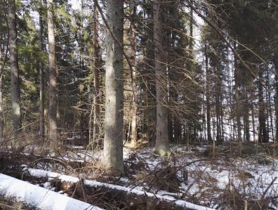 Alueelta tehtiin useita papanahavaintoja pääasiassa kuusten alta, mutta osin selvitysalueen ulkopuolella sijaitsevasta metsäkuviosta löytyi myös papanoituja haapoja, joista ainakin yhdessä oli kolo.