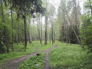 Nyhkälä Pyhäjärven itäpuolella sijaitsee kasvillisuustyypeiltään hyvin vaihtelevia metsiä.