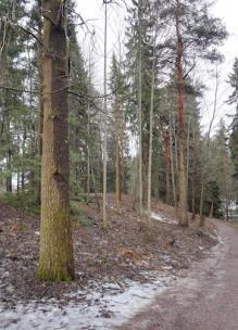 Selvityksen yhteydessä tarkasteltiin myös Karjaanjoen eteläpuolella sijaitsevan Pumminmäen vanhan metsän luonnonsuojelualue Myllypuistossa