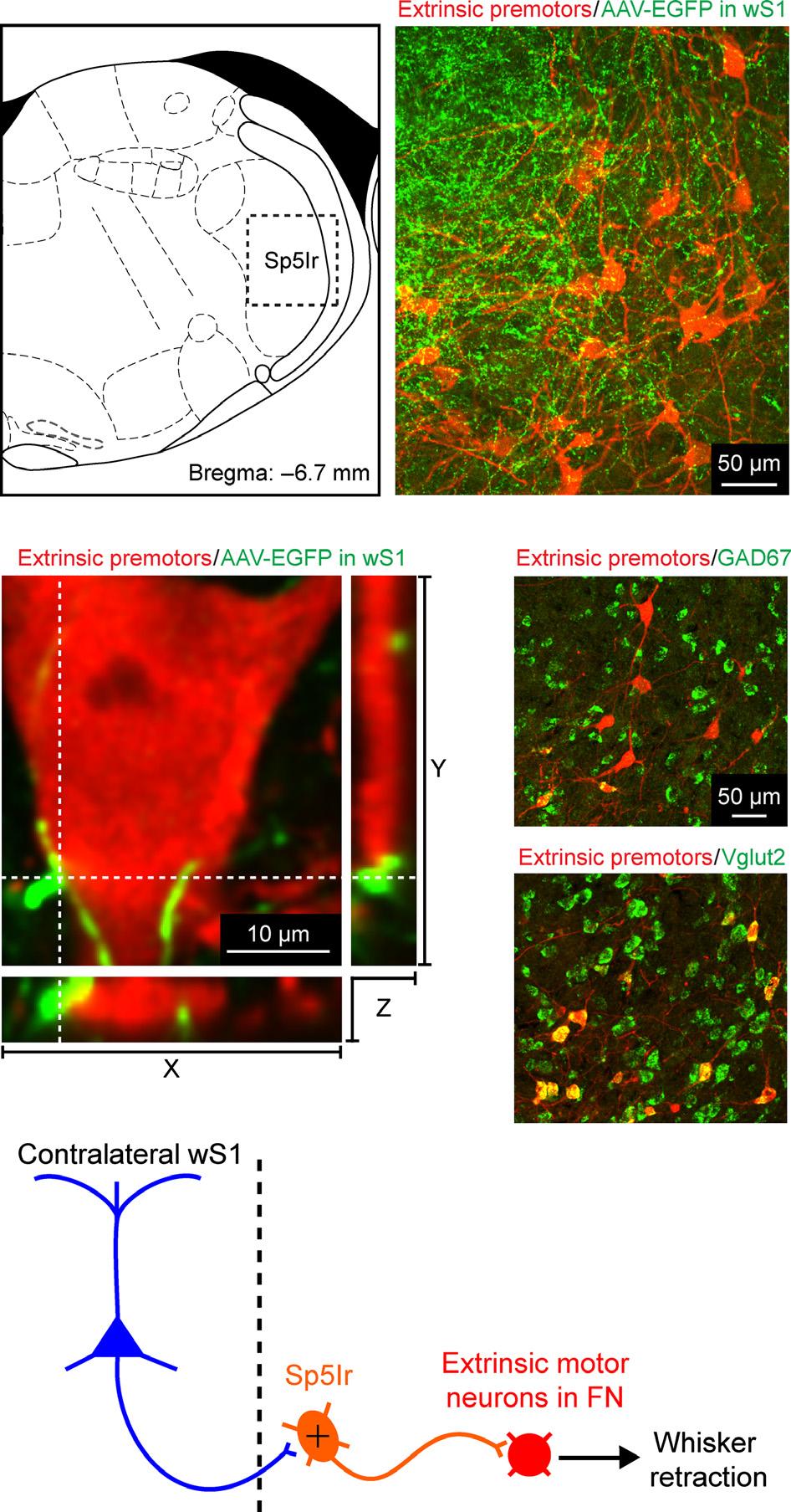 Parallel pathways for whisker motor control 363 Fig. 5. Cortical axons in the contralateral brainstem. (A) AAV virus encoding EGFP was injected into either ws1 (left) or wm1 (middle) of adult mice.