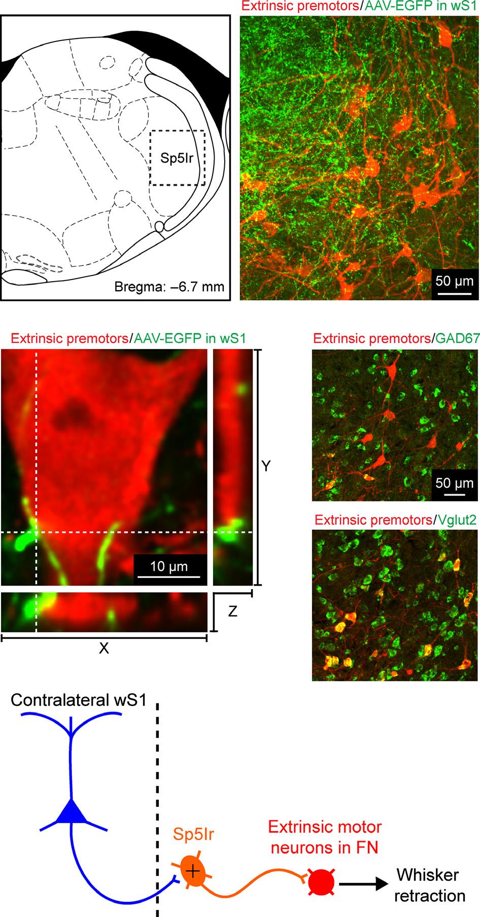 Parallel pathways for whisker motor control 363 Fig. 5. Cortical axons in the contralateral brainstem. (A) AAV virus encoding EGFP was injected into either ws1 (left) or wm1 (middle) of adult mice.