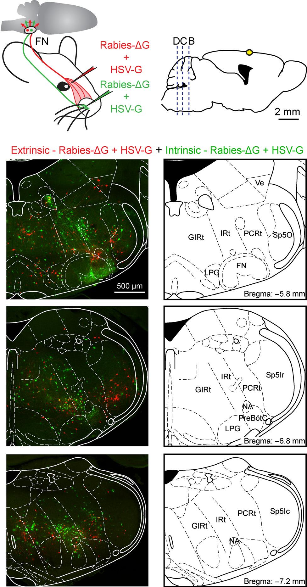 Parallel pathways for whisker motor control 361 Fig. 3. Extrinsic and intrinsic premotor neurons are distributed across the ipsilateral brainstem.
