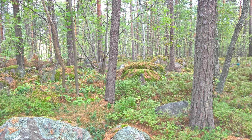 ollessa vanhainkoti sekä laitoksen toiminnalle tarpeelliset asunnot. Em. kaavan sallima tehokkuusluku tontilla 7 on enimmillään 0.