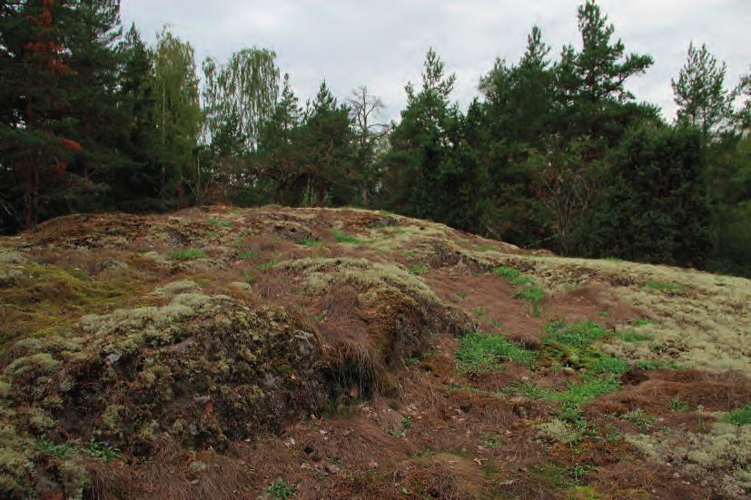 kookkaista tervalepistä (Alnus glutinosa) ja lehdon reunaman muutamista raidoista (Salix caprea) ja rauduskoivuista (Betula pendula).