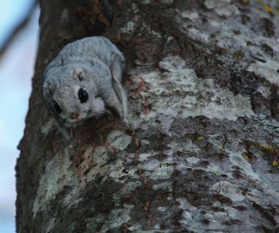4.2.3 Tulokset Alueelta ei löytynyt merkkejä liito-oravan esiintymisestä ja suurin osa alueesta on lajille sopimatonta ympäristöä.