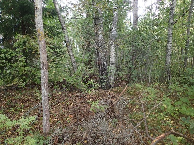 10 Kuva 3. Itäisempi kuoppa valleineen. Koilliseen. Kuva 4. Kairanäyte itäisemmän kuopan maa-aineksesta, jossa humuksen sekaista kivennäismaata ja sen alapuolella hietaa. Ei hiiltä eikä podsolia.