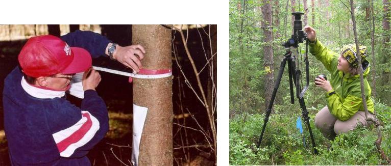 Metsien kaukokartoitustutkimus Hyytiälässä Metsästä paljon edustavia näytteitä kattaen Y-vektorin vaihtelua Metsä kasvaa hitaasti Y-vaihtelun jäsentäminen: ikä-, kasvupaikka-, puulajikoostumus-, ja
