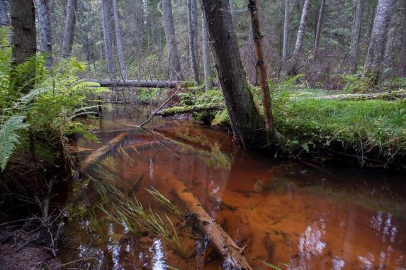 puroille (A5) Luokittelumenetelmä valmis kesällä 2019