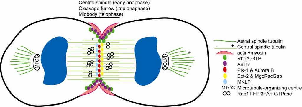 16 Review of the Literature Figure 1. Mammalian cell cytokinesis. In early anaphase, microtubules at the central spindle elongate and transport the chromosomes (blue) to the nascent daughter cells.