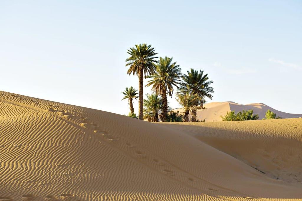 Hiilen sidonta Autiomaan hiekasta metsää St1:n kokeilu alkoi tammikuussa Marokossa Pilottihankkeessa testataan eri puulajien
