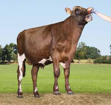 VikingRed-uutuuksia VR Vilperi (VR Viljar x VR Hambo x Ullimulli), gntm +32, periyttää todella hienoa rakennetta ja huippuluokan utareterveyttä sekä lypsettävyyttä. Tästä sonnista ei vikaa löydy!