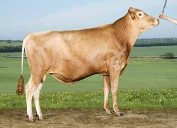 Ellipsi ja sen emä HH Venus (Taateli) ovat syntyneet puolestaan Liedossa Perttu Uusitalon karjassa. Venus poiki myös neljästi ja sen paras tuotoskausi oli 8 900 kiloa.