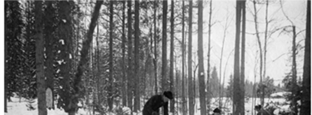 Sivu 5 Tukkitöitä Saarijärvellä 1900-luvun alussa Niemisjärven saha Sahan perusti Herman Janhonen (1888-1949) Hankasalmelta Ryhtyi 1920-luvun alussa puutavarakauppiaaksi, hakkautti lähiseudulta