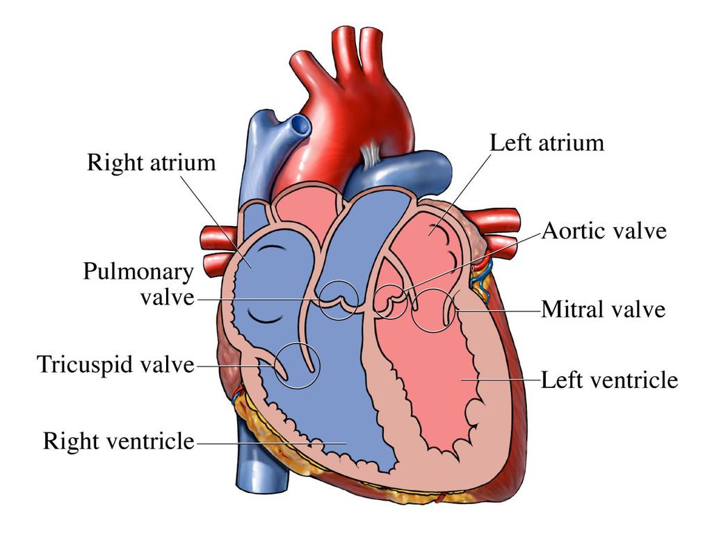 6 4 CARDIOVASCULAR SYSTEM 4.1 Cardiac anatomy The human heart has complex anatomy and is a continually moving dynamic organ (Pasipoularides 2010, 299). The heart consists of four hollow chambers.