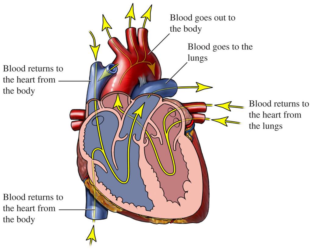 7 4.2 Physiology The heart pumps the blood in order to move essential nutrients through the blood vessels to nourish and remove the potentially damaging waste products and carbon dioxide from the