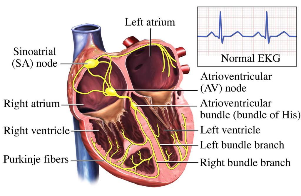 8 The cardiac cycle represents the sequence of ventricular contraction and ventricular relaxation, that is the time from the beginning of one heartbeat to the beginning of the next (McLaughlin 2014,