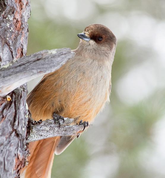 Käsittelyajat asiaryhmittäin Yli vuoden vireillä olleita asioita oli 31.12.2018 yhteensä 4.