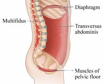 16 3.3 Lantionpohjan lihasten toimintahäiriö Lantiopohjan lihakset tukevat virtsarakkoa, peräsuolta ja emätintä.